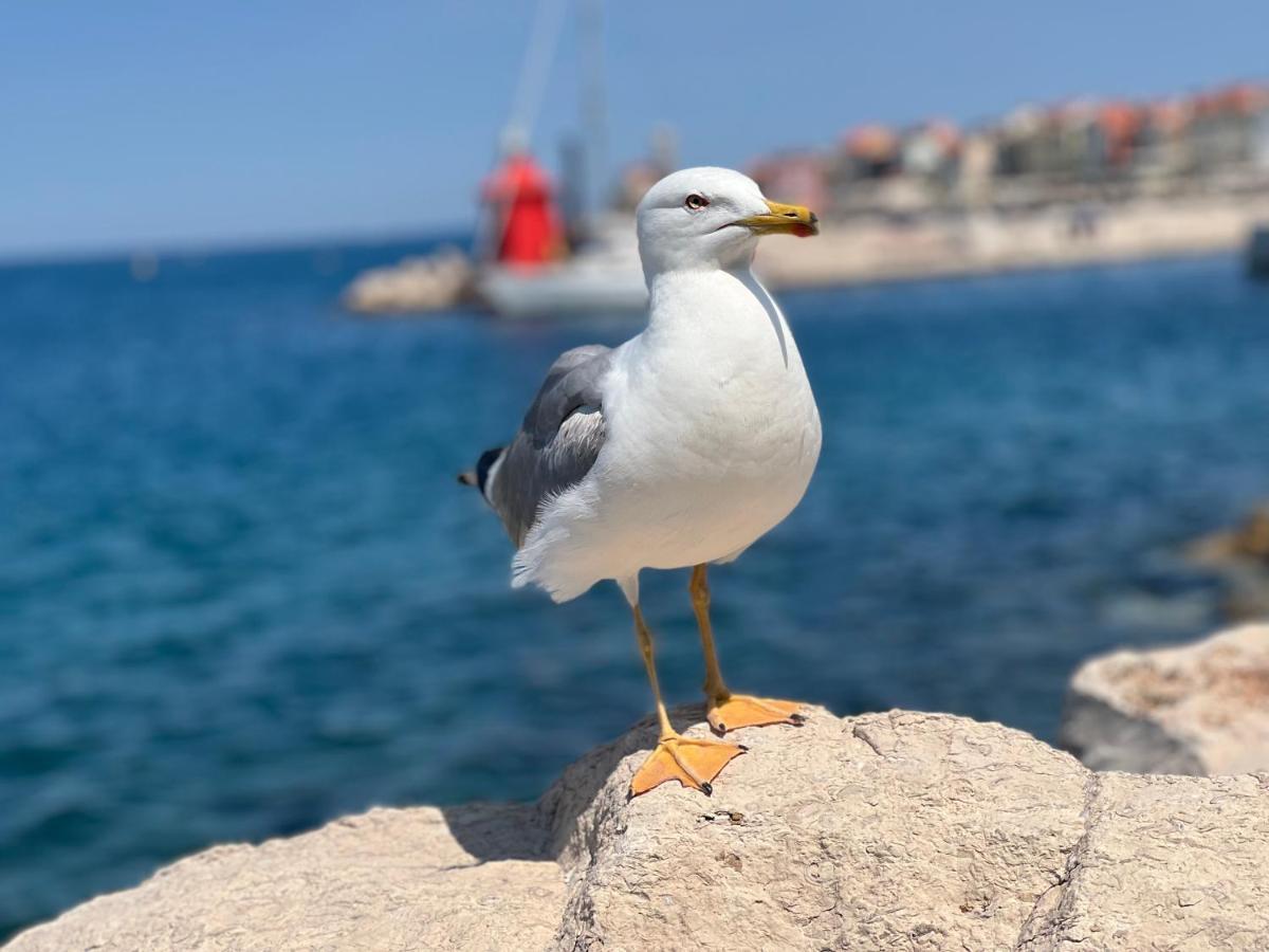Studio Piran Apartment Екстериор снимка